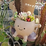 🆕ブランコちゃんの寄せ植え☺︎多肉植物(可愛いエケベリア入り)とサボテンのmix / 吊り下げも独立🆗 母の日