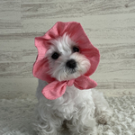 犬の　ぼうしみたいなスヌード👒ピンクのお花🩷