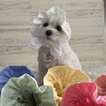 犬の　ぼうしみたいなスヌード👒白いお花🤍