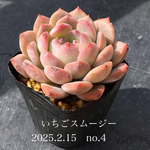 多肉植物　いちごスムージー　no.4