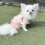【犬服セミオーダー】パピー犬服小型犬服ロング犬服中型犬服 さくらピンク大きな水玉裏毛スウェットダブルスカート