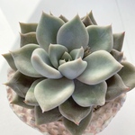 ♡セール♡600-→280-多肉植物＊ベバリー＊エケベリア＊人気種＆レア＊根あり苗＊cool ＆cool color