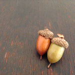 ころころどんぐりブローチ