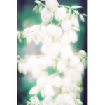 『天使の花々』フォギー写真