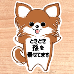 ときどき孫を乗せてます【わんこチワワ.レッド】マグネットタイプ/シールタイプ/吸盤タイプ