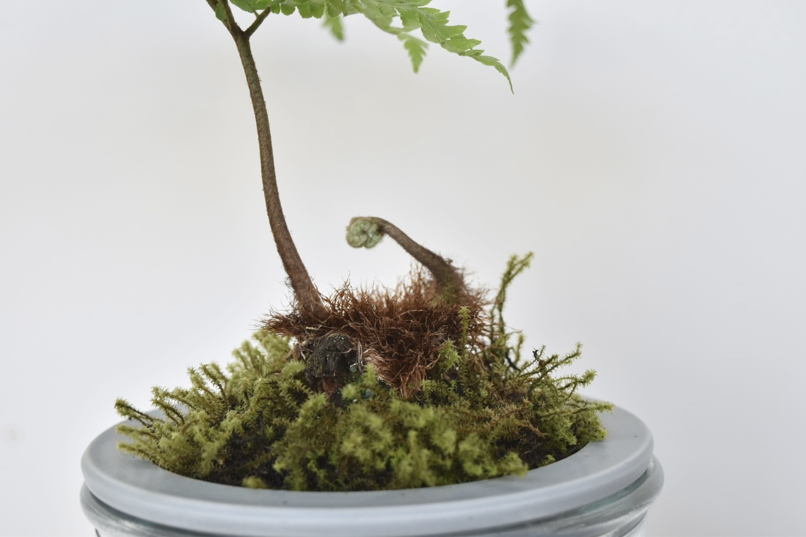 希少】幸運を呼ぶ観葉植物タカワラビ ゴールデンモンキー - Grace UP _