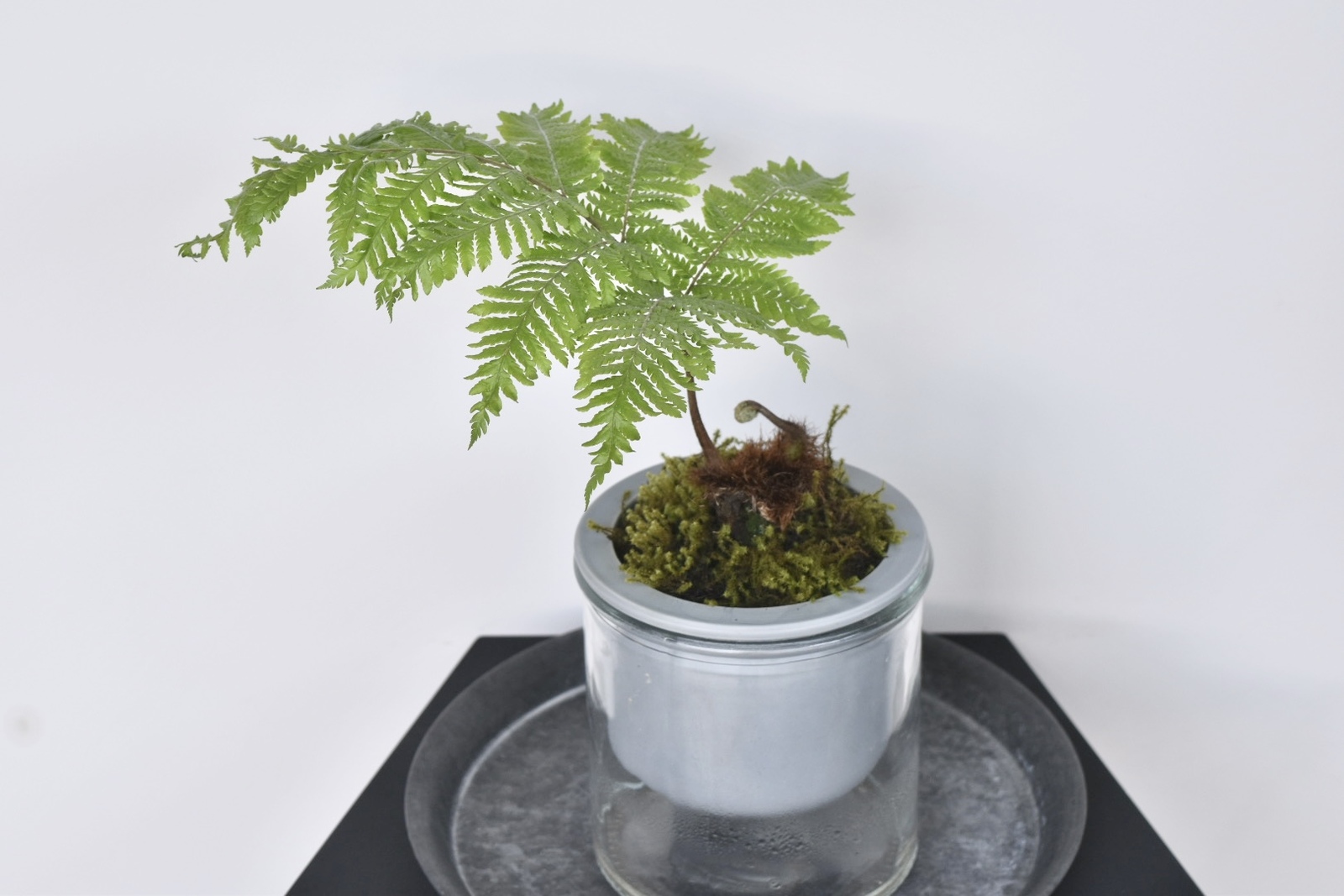 希少❗️ 人気 キンモウコウ ゴールデンモンキー シダ植物 観葉植物