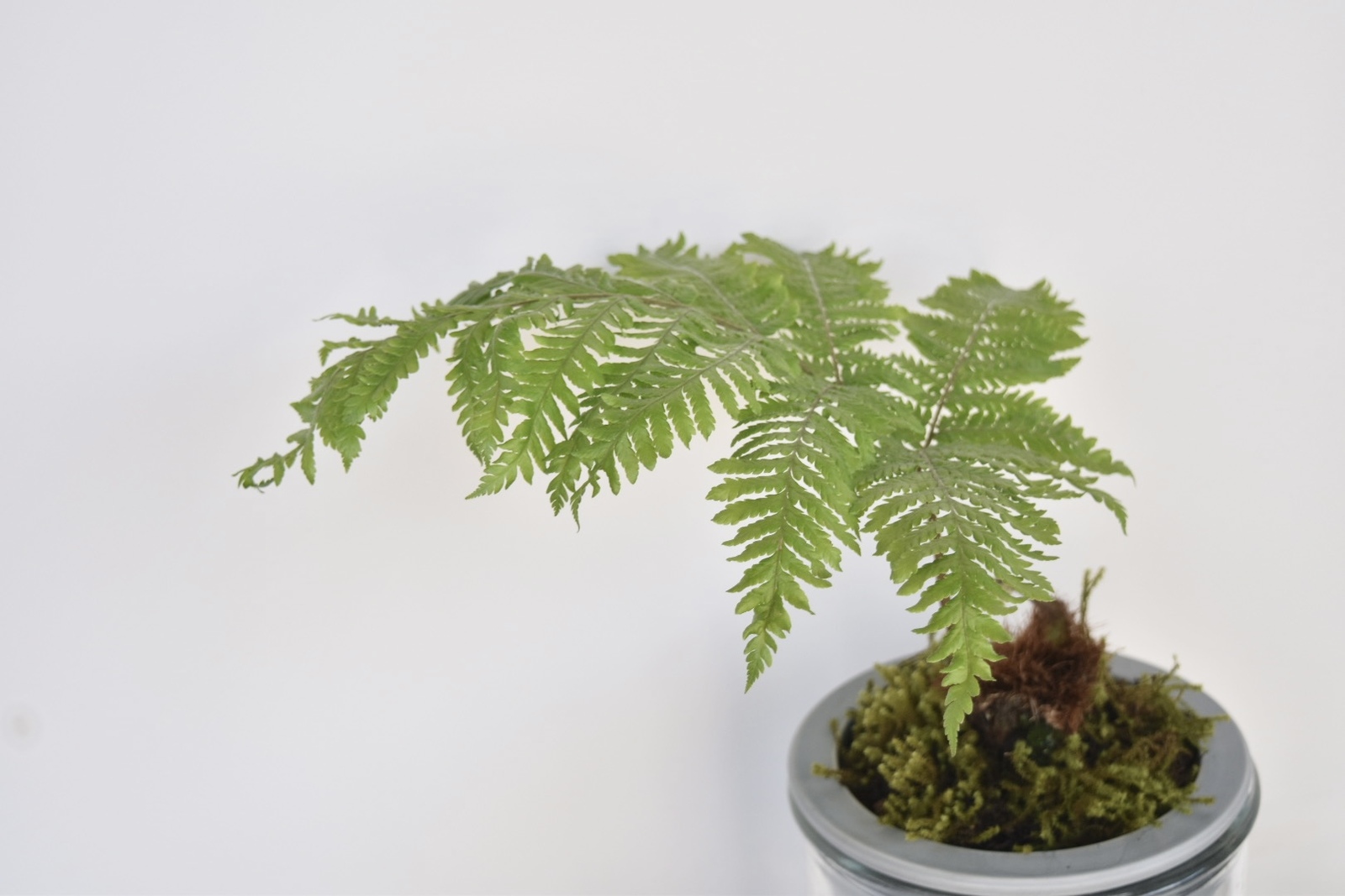 希少】幸運を呼ぶ観葉植物タカワラビ ゴールデンモンキー - Grace UP _