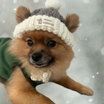 【バイカラーニット帽】 ♦ラスト1点♦わんこ帽子/犬用帽子/ペット帽子/おうち写真/おしゃれ犬/おしゃれ猫/ペット用被り物/ニット帽