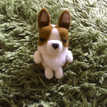 うとうと💤  コーギーさん