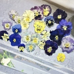 たっぷり入ったフリルビオラとビオラのお花畑BOX