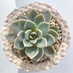 ♡セール♡800-→《カット苗で販売です》180-多肉植物＊ミリリラ＊エケベリア＊人気種&激レア苗＊根あり苗＊cate color & peace