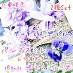パルマスミレ　レア2種Set ダッチェス デ パルメ　パルマ・デ・トゥールーズ　ニオイスミレ　甘い香り　ダブル咲き