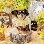 【犬スタイ 猫スタイ】ミモザスタイ♡ふわ映え 《ラスト1点》