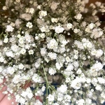 かすみ草　白　ドライフラワー