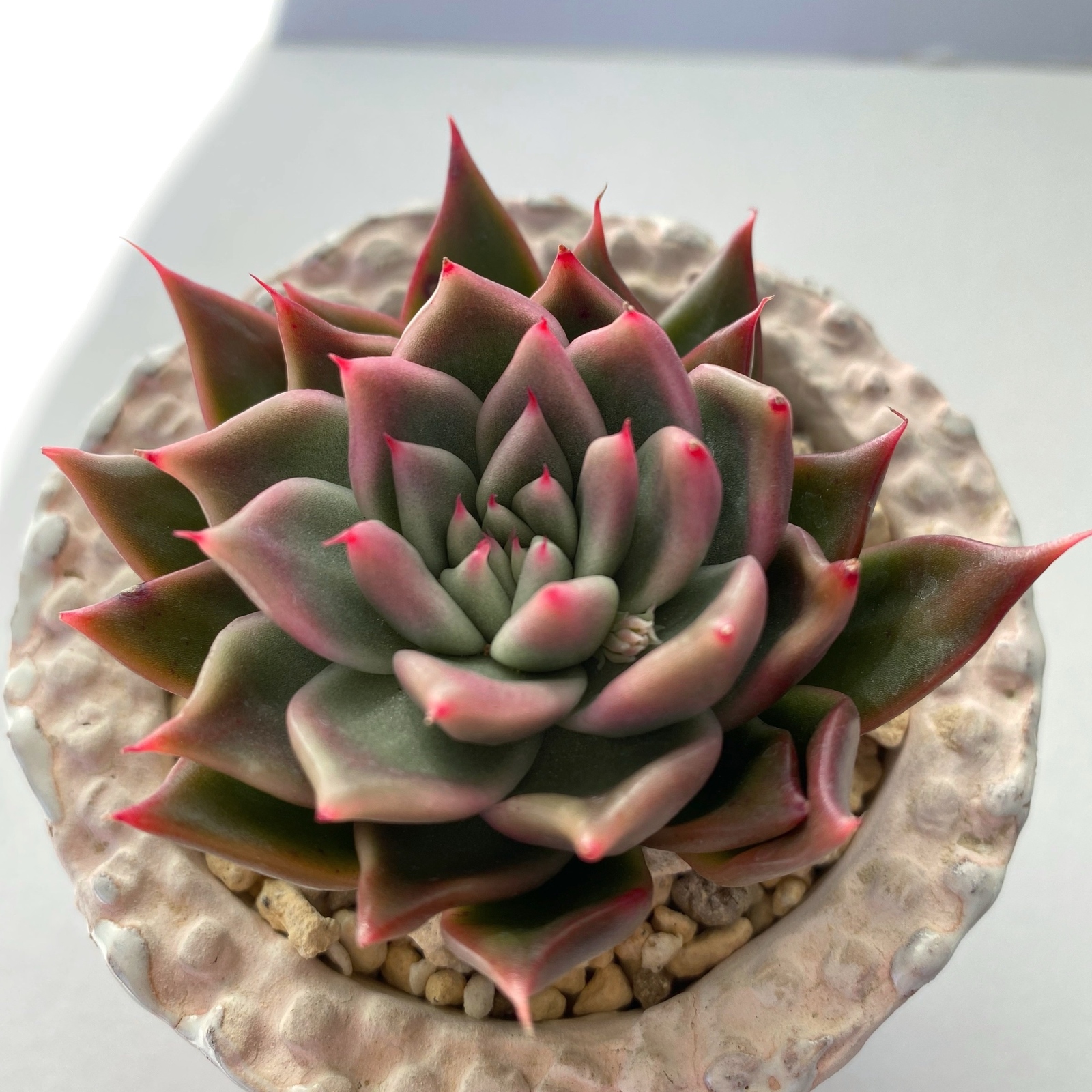 韓国苗 - 観葉植物の人気通販 | minne byGMOペパボ 国内最大級の