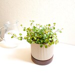 ●数量限定●新作●　”ワイヤープランツ　グレージュ×天然木鉢/受け皿セット"　観葉植物　インテリア　おしゃれ　北欧　ギフト　プレゼント