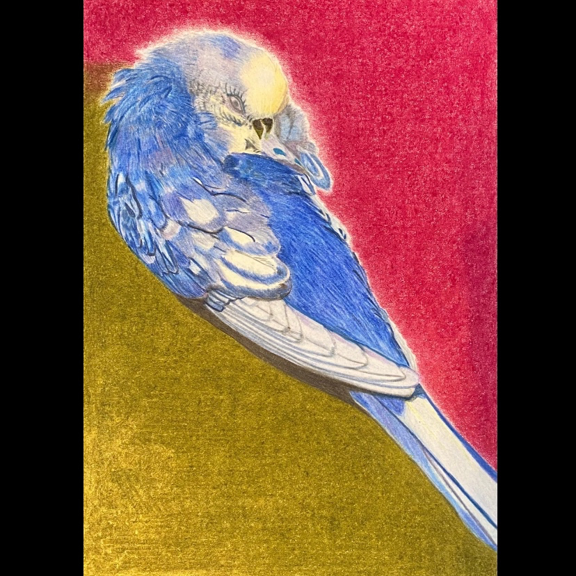 インコ　絵画 1bf6fab6456c02c55c6efc5974a4d8