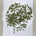  NO.286 再販✨ワイヤープランツ／押し花素材