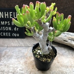 宇宙の木♡ゴーラム♡丈夫なる多肉植物♡ユニークな形