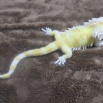 フトアゴヒゲトカゲ