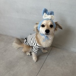 bunny bonnet （sky blue）