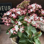 長く楽しめる♡ビバーナム　ティヌス♡蕾→花→実♡観葉植物♡ガーデニング♡インテリア♡