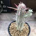 ♡ミルクトロン♡白樺キリン♡紅葉する多肉植物♡ユーフォルビア♡インテリア♡