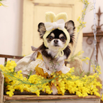 bunny bonnet （yellow)