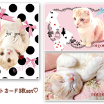 猫   ポストカード 「BONBORIポストカードset」