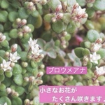 多肉初心者向け＊寄せ植えに❗️クラッスラ・ブロウメアナ・カット苗