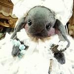 【 r 様ご予約済み 】 