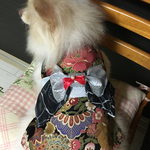 犬の着物オーダー