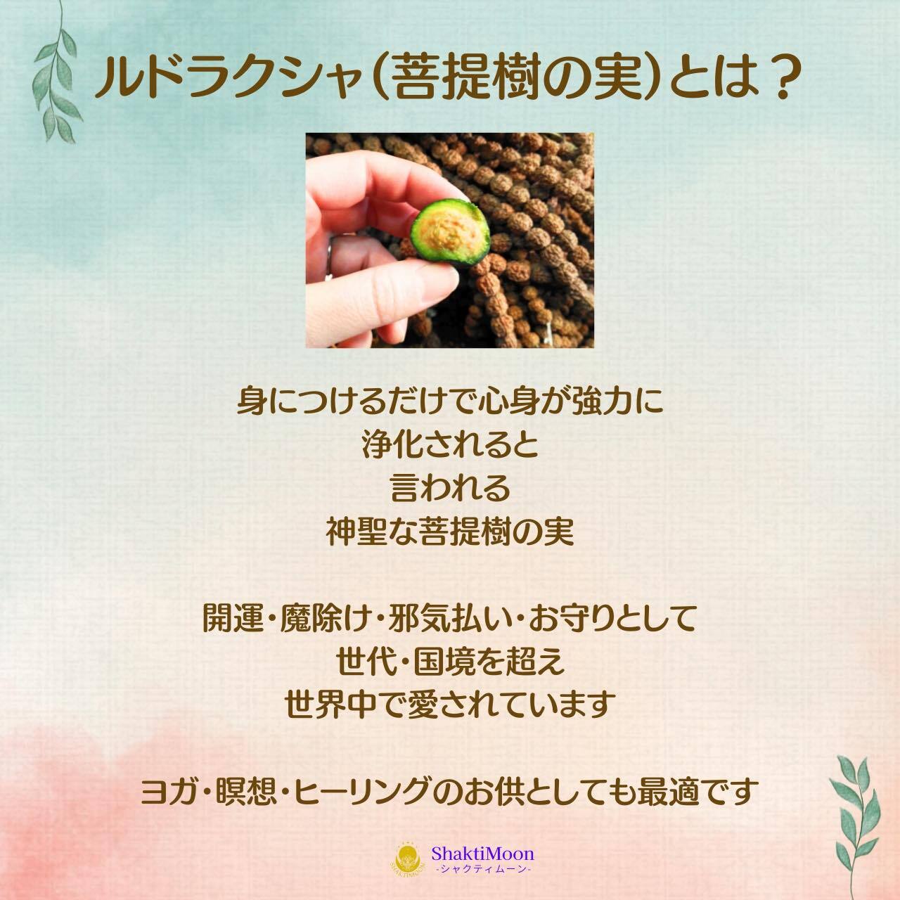レア・希少！ネパール産・特大5面（ムキ）×チクナルドラクシャ