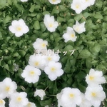 計測用チップ