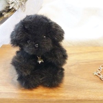 トイプードル マルプー ラブラドール ブラック　黒　犬　お守りわんこぐま　天然石　母の日ギフト　贈り物　プレゼント　ぬい活　ぬい撮り　