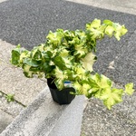 アイビー へデラ ムーンライト  3.5号