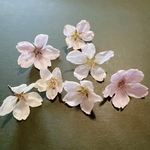 桜 ドライフラワー 10輪  ソメイヨシノ (吉野桜) さくら ピンクの花  ハーバリウム レジン封入 素材