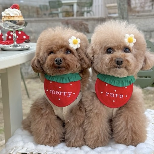犬用スタイ 犬用ビブ ストロベリーネームスタイ - mine's shop | minne