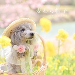 お花の帽子（桜、ひな祭り、パーティーハット、誕生日 犬 猫 うさぎ）