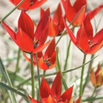 芽出し球根♡原種チューリップ　リジ―