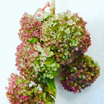 紅葉鮮やか～秋色紫陽花オンリーのスワッグ