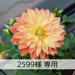 2599様 専用ページ