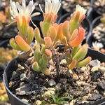 SALE❣️ 多肉植物　ドロサンテマム　キラキラ　Orange  leaf   抜き苗　1株