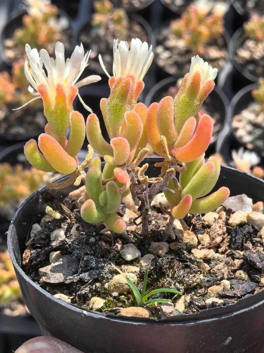 SALE❣️ 多肉植物 ドロサンテマム キラキラ Orange leaf 抜き苗 1株