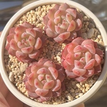 多肉植物　ウィートデュー　4苗