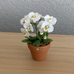 胡蝶蘭　花鉢　4