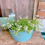 毎年楽しめます♡【スーパーアリッサム寄せ植え】ミニピックつき！ブルー系樹脂器♪