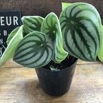 スイカぺぺ♡サンデルシー♡ぺぺロミア♡観葉植物♡