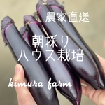 農家直送　朝採り　新鮮　茄子　ナス　トゲなし品種　